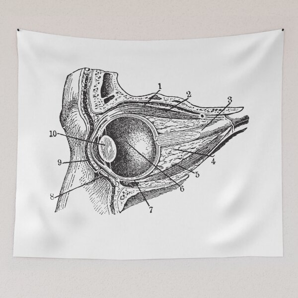 Item preview, Eye section - vintage anatomical book illustration - dead things designed and sold by Fantasy Cache.