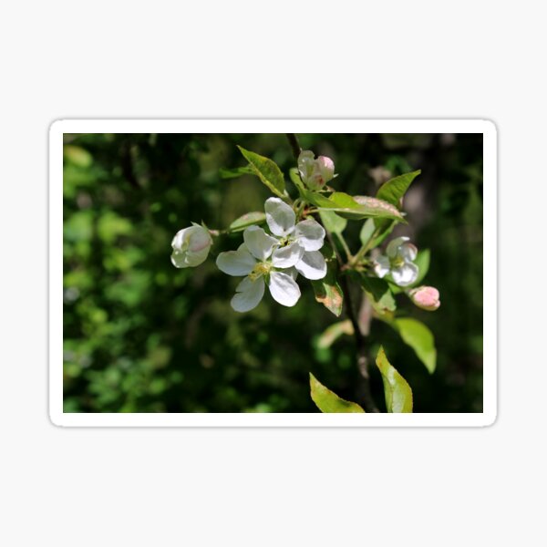 Item preview, Crab apple flower  designed and sold by E1012.