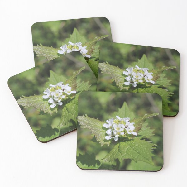 Item preview, Garlic mustard  designed and sold by McFleur's Lens.