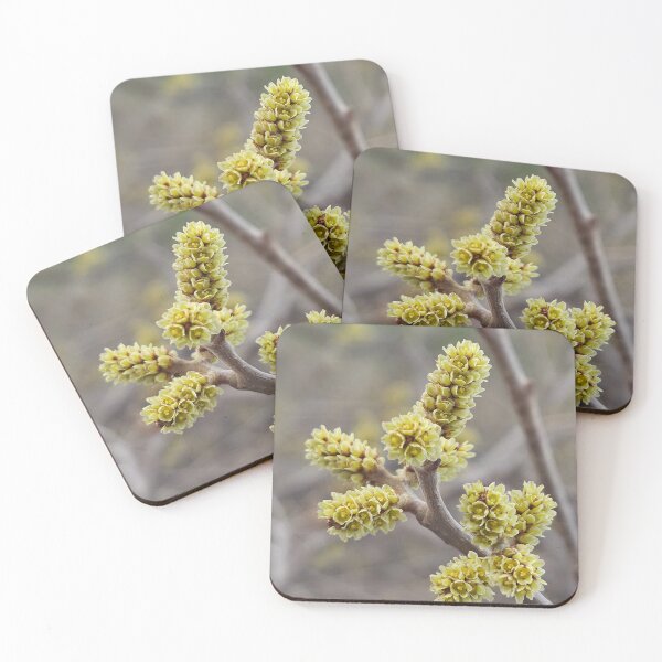 Item preview, Rhus Aromatica designed and sold by Betsy Phillips.