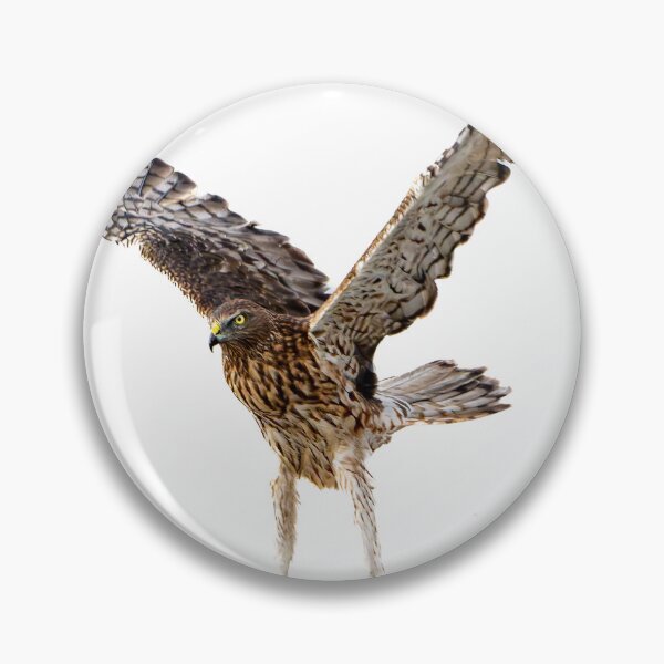 Item preview, Australasian harrier or Circus approximans taking-off from beach or ground with wing in actionTaking off Australasian harrier bird of prey designed and sold by Brian Scantlebury.