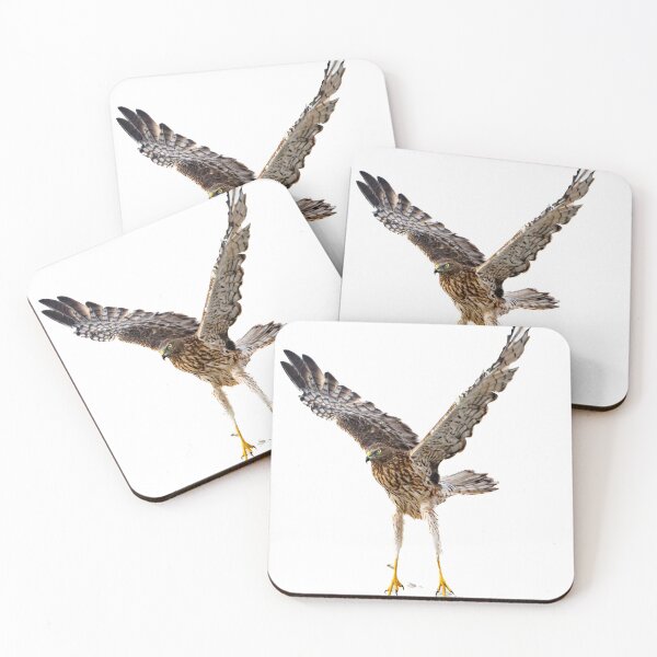 Item preview, Australasian harrier or Circus approximans taking-off from beach or ground with wing in actionTaking off Australasian harrier bird of prey designed and sold by Brian Scantlebury.