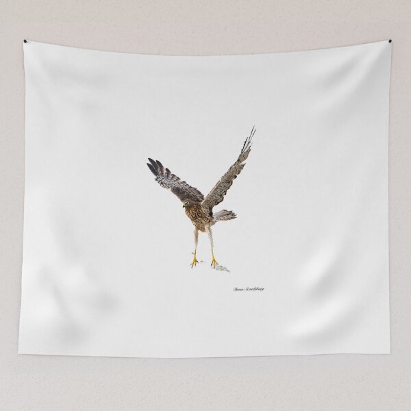 Item preview, Australasian harrier or Circus approximans taking-off from beach or ground with wing in actionTaking off Australasian harrier bird of prey designed and sold by Brian Scantlebury.