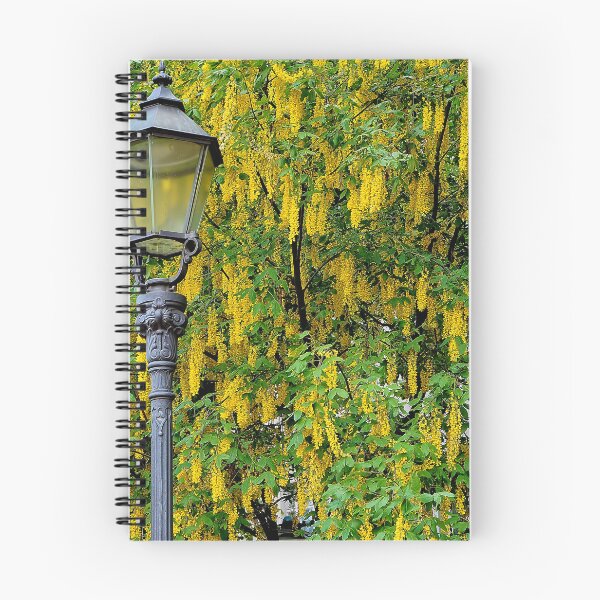 Item preview, Laburnum alpinum designed and sold by boogeyman.