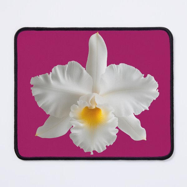 Item preview, White Cattleya orchids in full bloom designed and sold by FluffyGallery.