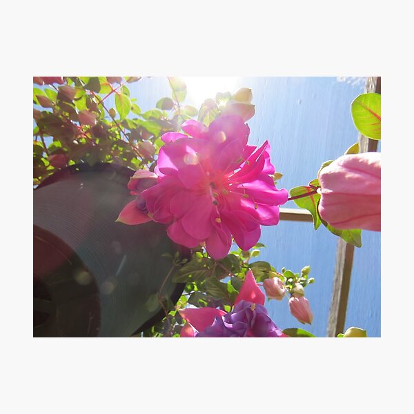 Item preview, Fuschia flower designed and sold by Aleesha Haigwood.