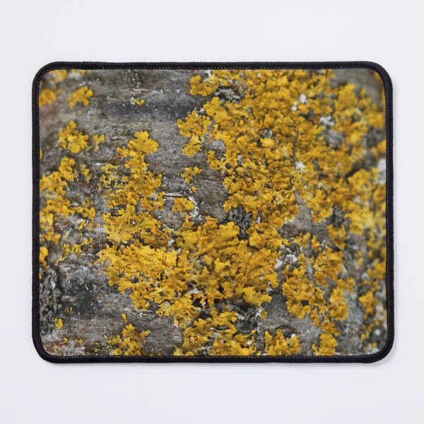 Item preview, Art by Mike Photography Photo Botany Nature Photography Tree trunk with mosses and lichens designed and sold by allartbymike.