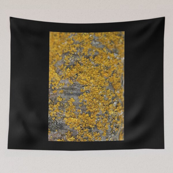 Item preview, Art by Mike Photography Photo Botany Nature Photography Tree trunk with mosses and lichens designed and sold by allartbymike.