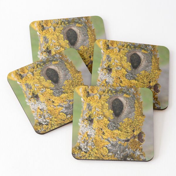 Item preview, Art by Mike Photography Photo Botany Nature Photography Tree trunk with mosses and lichens designed and sold by allartbymike.