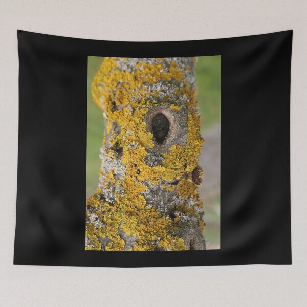 Item preview, Art by Mike Photography Photo Botany Nature Photography Tree trunk with mosses and lichens designed and sold by allartbymike.