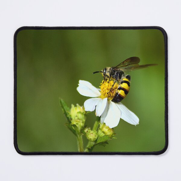Item preview, Three-Banded Scolliid Wasp designed and sold by MercerImages.
