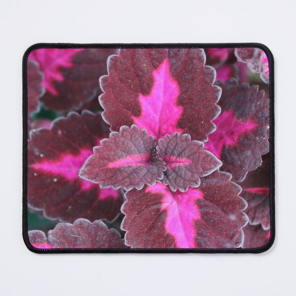 Item preview, Art by Mike Photography Photo Botany Leaves Nature Photography Colorful designed and sold by allartbymike.