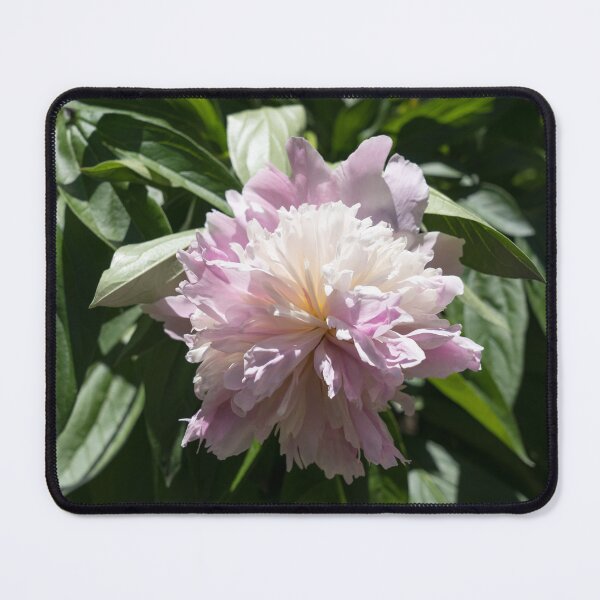 Item preview, A Singular Light Pink Peony Bloom designed and sold by Georgia Mizuleva.