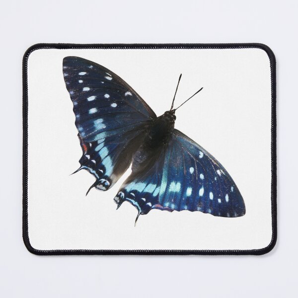 Item preview, Charaxes etisepe: Tropical butterfly  designed and sold by Entomologist.