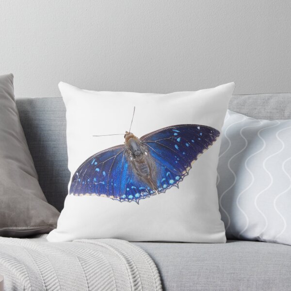 Item preview, Charaxes tiridates butterfly  designed and sold by Entomologist.