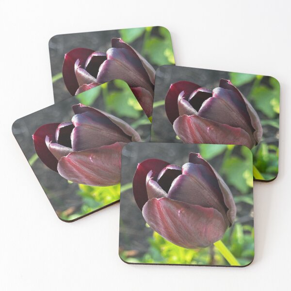 Item preview, Single black tulip designed and sold by Tizz07.