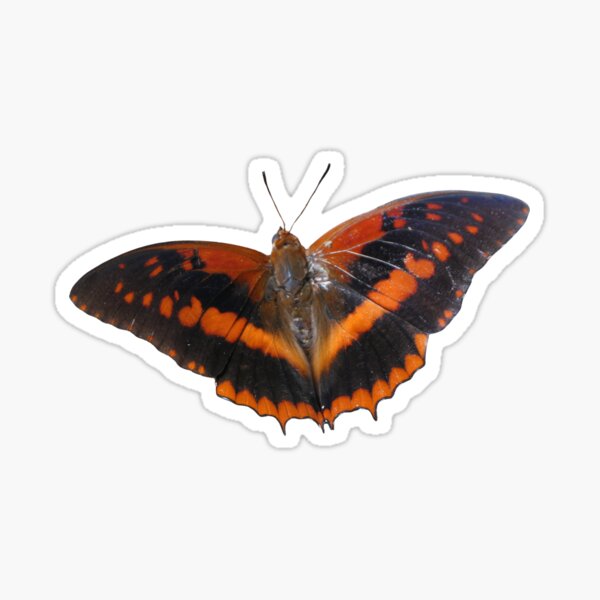 Item preview, Charaxes cynthia: photographed in Uganda designed and sold by Entomologist.