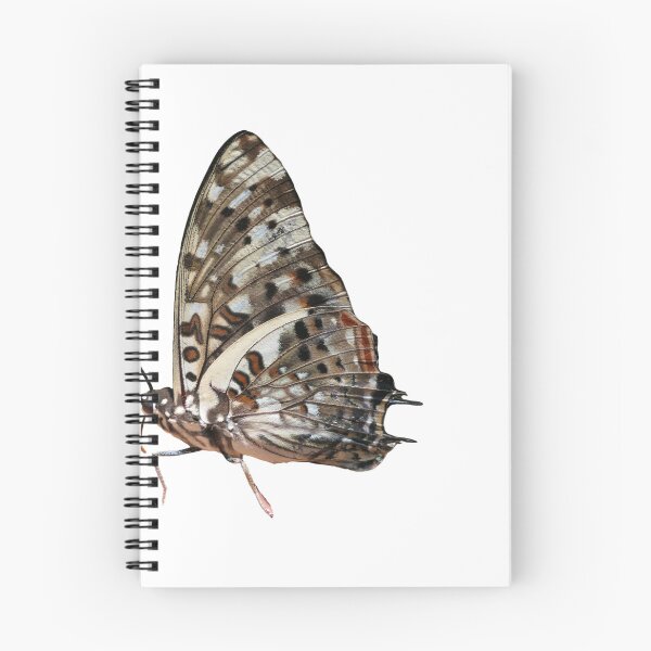 Item preview, Charaxes etisepe designed and sold by Entomologist.