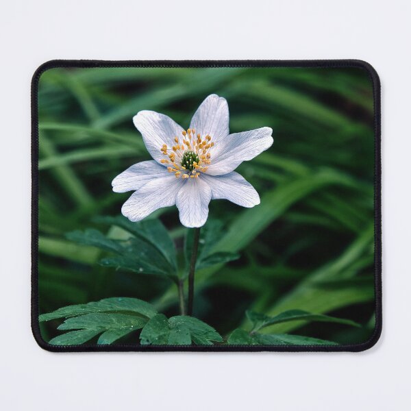 Item preview, Wood anemone (Anemonoides nemorosa) designed and sold by Tom McPherson Photography.