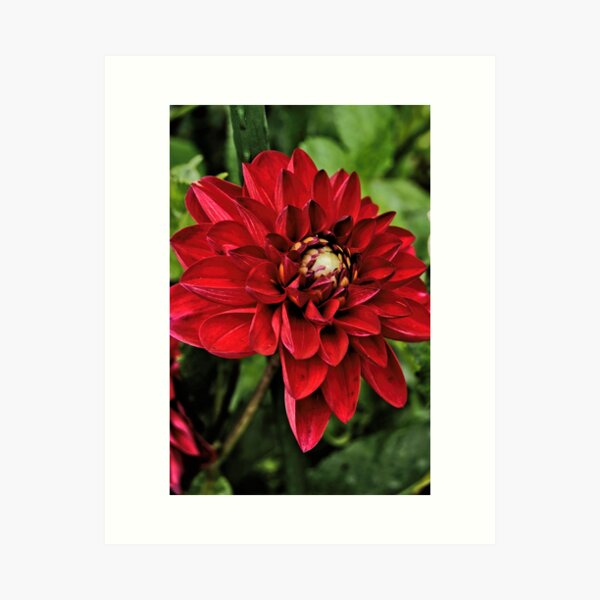 Item preview, Red Dahlia, Flower Garden designed and sold by Sartoris Art.