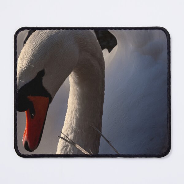 Item preview, Grace in backlight – swan portrait designed and sold by Pepe2024.
