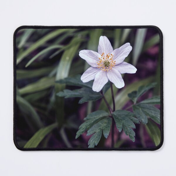 Item preview, Wood anemone (Anemonoides nemorosa) designed and sold by Tom McPherson Photography.