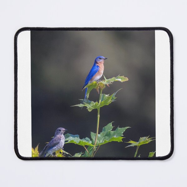 Item preview, Bluebird Serenity on Summer Leaves designed and sold by BirdsBugsBeyond.