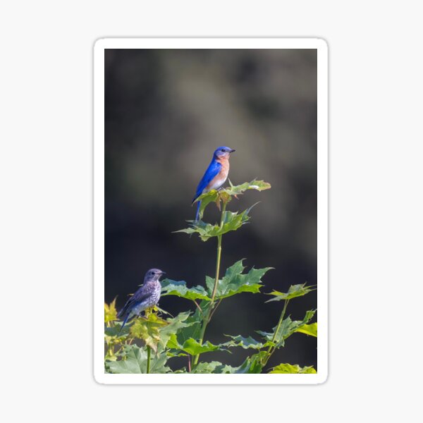 Item preview, Bluebird Serenity on Summer Leaves designed and sold by BirdsBugsBeyond.