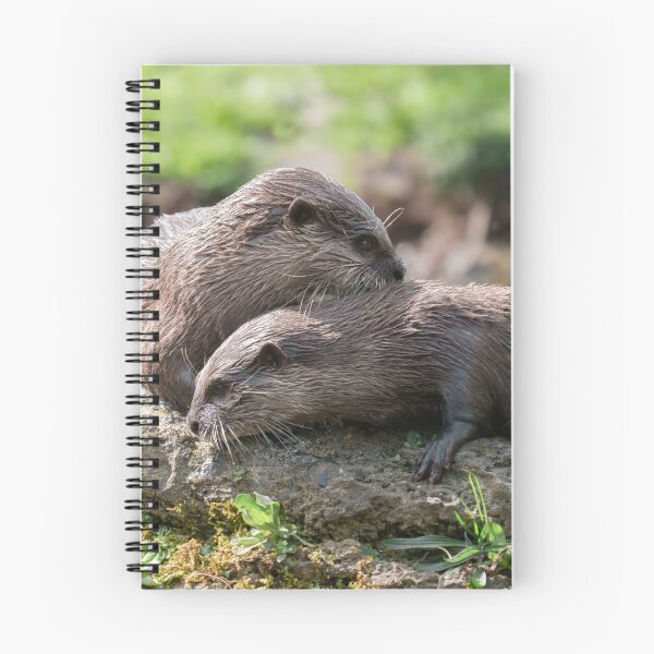 Item preview, Otter Duo Basking Together on a Sunny Rock designed and sold by rawshutterbug.