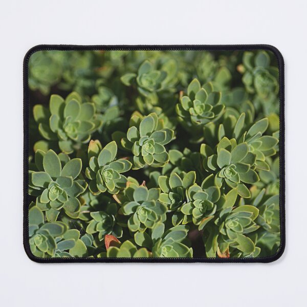 Item preview, Hens And Chicks Succulent Before Flowers designed and sold by Joy Watson - Natural Light Photography .