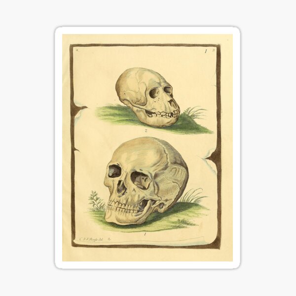 Item preview, Vintage skulls illustration 1774-1855 designed and sold by naturevintage.
