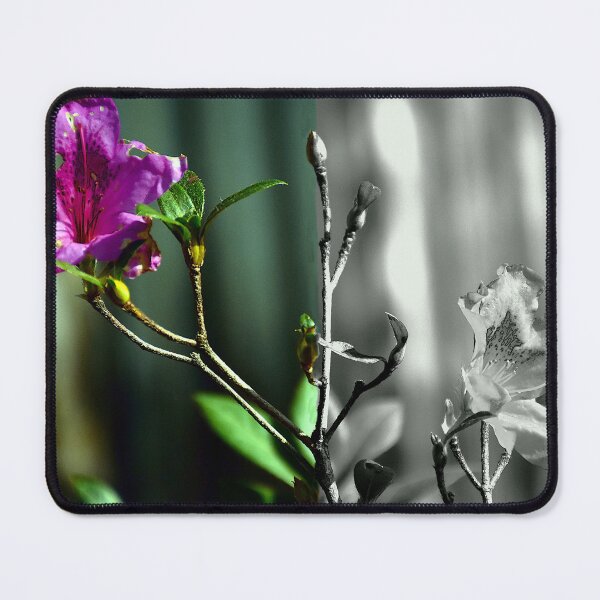 Item preview, Pink Azaleas Hybrid Monochrome  designed and sold by MercerImages.