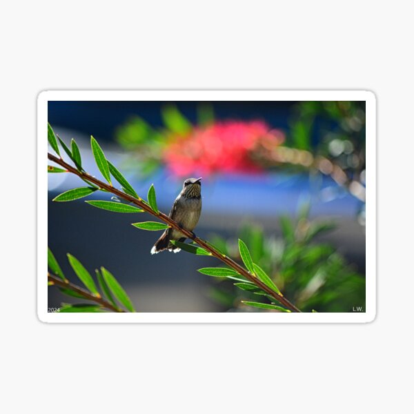 Item preview, Hummingbird At Rest designed and sold by LisaWootenPhoto.
