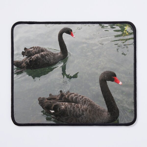 Item preview, Two black swans in the lake designed and sold by The Ink Nest..