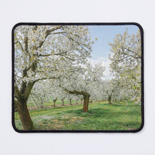 Item preview, The cherry blossom is in its full splendor designed and sold by MarionsArt.