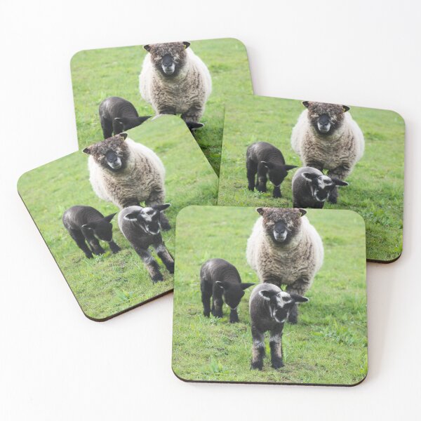 Item preview, Ryland sheep family portrait designed and sold by Jampsphotos.