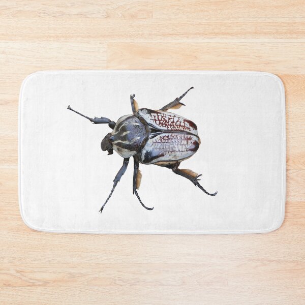 Item preview, Goliath beetle female: Goliathus goliathus  designed and sold by Entomologist.