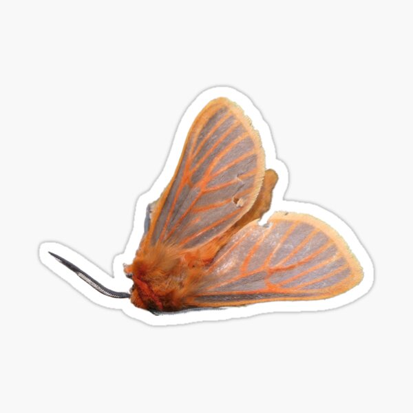 Item preview, Metarctia sp. from Uganda designed and sold by Entomologist.