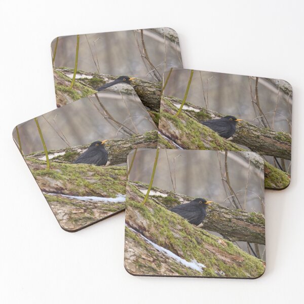 Item preview, Eurasian blackbird and the old old trees designed and sold by Jouko Lehto Photography.