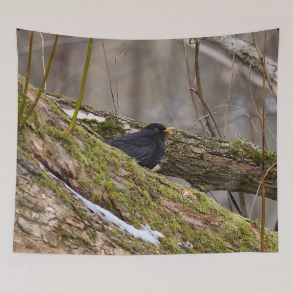 Item preview, Eurasian blackbird and the old old trees designed and sold by Jouko Lehto Photography.