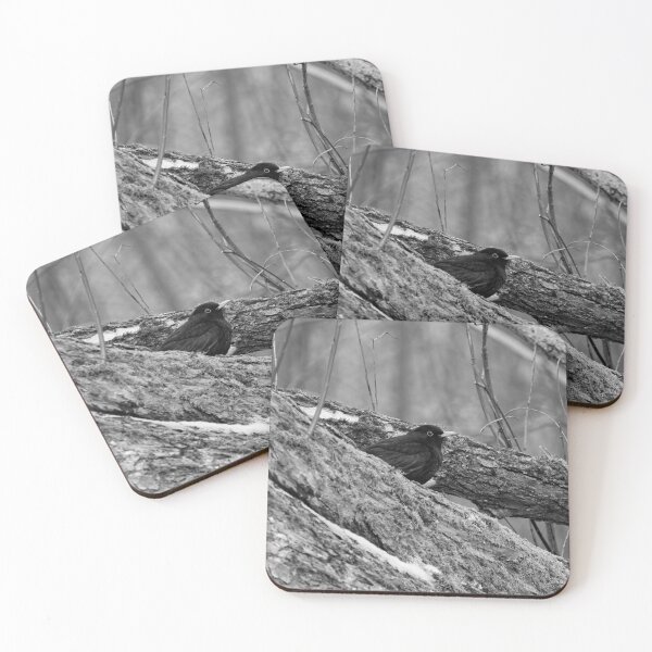 Item preview, Eurasian blackbird and the old old trees bw designed and sold by Jouko Lehto Photography.