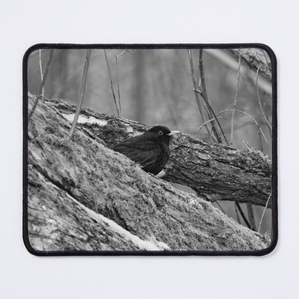 Item preview, Eurasian blackbird and the old old trees bw designed and sold by Jouko Lehto Photography.