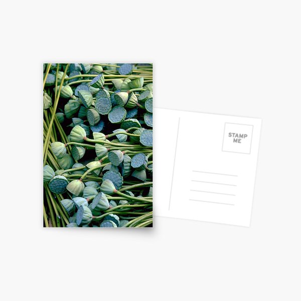 Lotus Pods Postcard