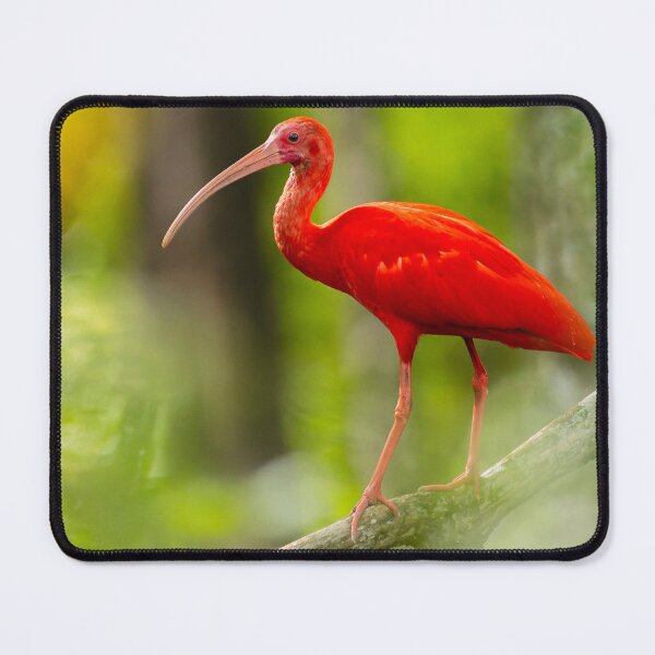 Item preview, Scarlet Ibis designed and sold by Wes Goorachan.