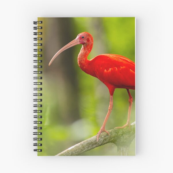 Item preview, Scarlet Ibis designed and sold by Wes Goorachan.