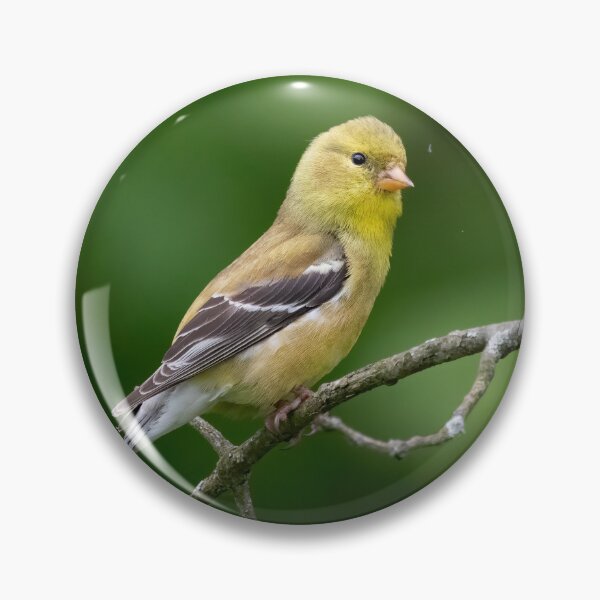 Artikelvorschau, Amerikanischer Stieglitz an einem schönen Frühlingstag entworfen und verkauft von BirdsnStuff.
