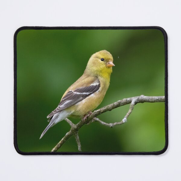 Item preview, American Goldfinch on a beautiful Spring Day designed and sold by BirdsnStuff.