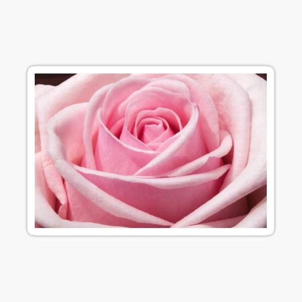 "Up Close Pink Rose" Sticker for Sale by TashaDraws Redbubble