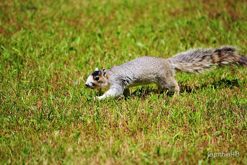 southern-fox-squirrel-by-cynthia48-redbubble