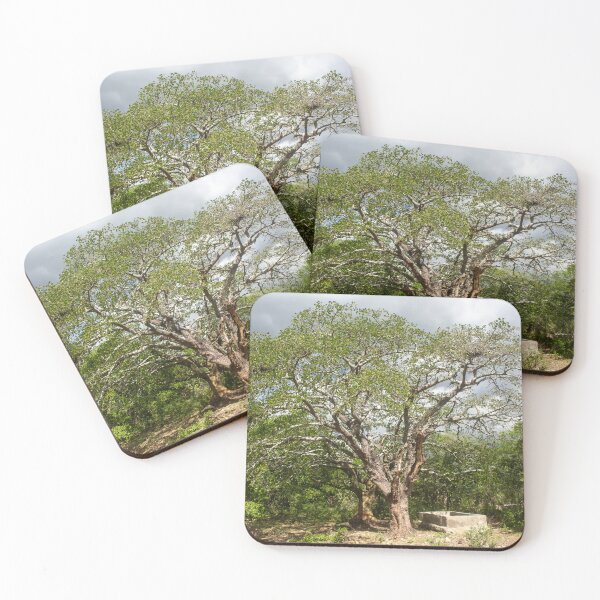 Item preview, mulungu tree in brazil designed and sold by felipequeiroz.